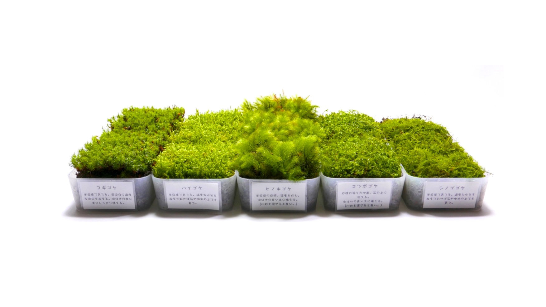 テラリウム 盆栽つくりに最適 コケとシダ テラリウム 盆栽つくりに最適 コケとシダ
